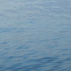 淀川キビレは本命⁇キープ⁇